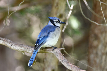 Colorful Blue Jay bird sits perched on a cedar branch in the forest
