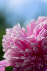 pinke Blüte - Natur