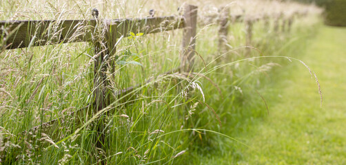 fence in the grass in sunlight