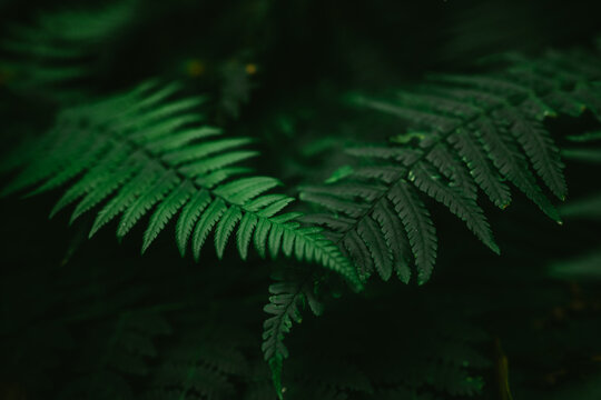 Close-up of ferns growing in laurel forest, Anaga Rural Park, Tenerife, Canary Islands, Spain