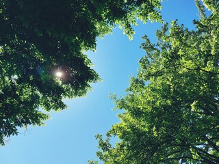 sun shining through trees