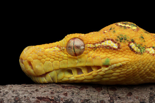 Close-up of a Juvenile Green tree python's head on a branch, Indonesia