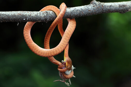 Juvenile Red boiga snake hanging on a branch eating a rodent, Indonesia