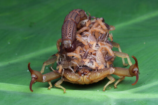 Hottentotta scorpion with scorplings on her back, Indonesia