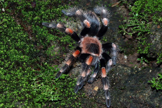 Overhead view of Hamorii tarantula (Brachypelma hamorii) on mossy ground, Indonesia