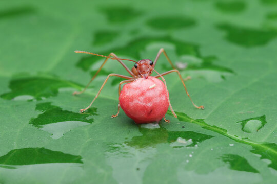 Weaver ant on a wet leaf eating a berry, Indonesia