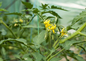 yellow flowers of tomato