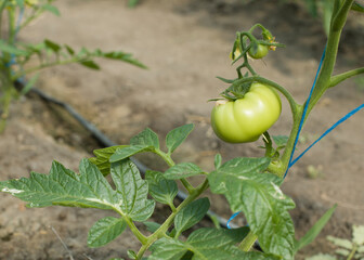 green tomato in the garden