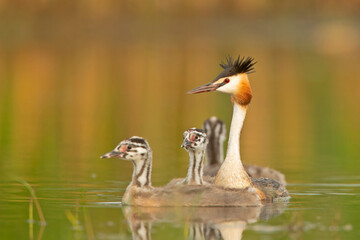 Perkoz dwuczuby © Grzegorz