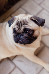 Portrait of Beautiful male Pug puppy dog in front of the sunny background