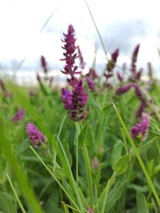 flowers in the field