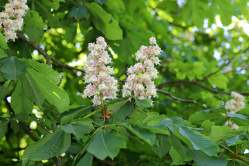 Horse Chestnut Tree Flower (Aesculus hippocastanum)