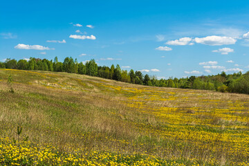 Scenic views of the hills covered with grass and flowers, blue sky and white clouds on a sunny day