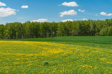 Field with yellow flowers and green grass. Birch grove on the horizon. Blue sky with occasional white clouds. Spring landscape on a sunny day