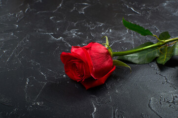 one red rose flower lies on a black background