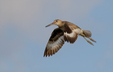 Willet (Tringa semipalmata) flying, Galveston, Texas, USA