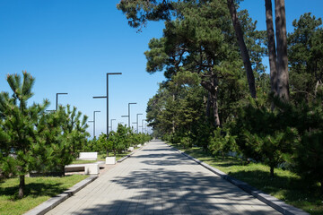 New promenade with trees in Kobuleti in sunny day.