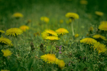 Taraxacum officinale as a dandelion or common dandelion . In Polish it is known as 