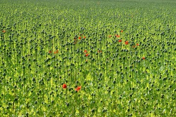 Poppy field green