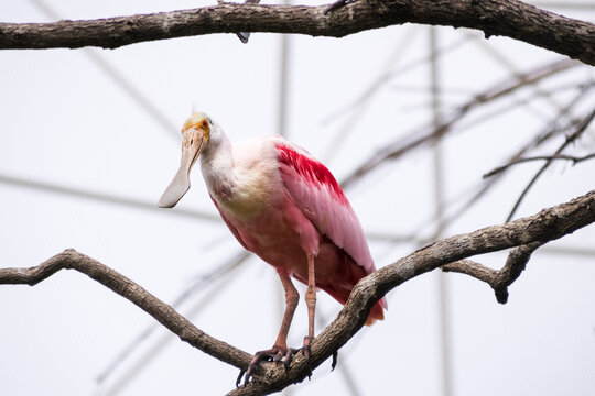 Roseate spoonbill perched in a tree, Spain