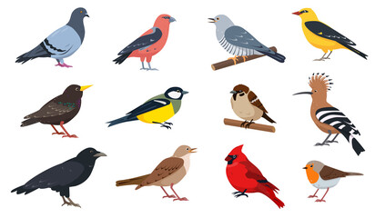 Obraz na płótnie Canvas City and wild forest birds collection. European Birds with beak and feathers in different poses. Colored ornithological Vector icons illustration isolated on white background.