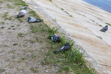 Pigeons walk and bask on the concrete embankment by the river.