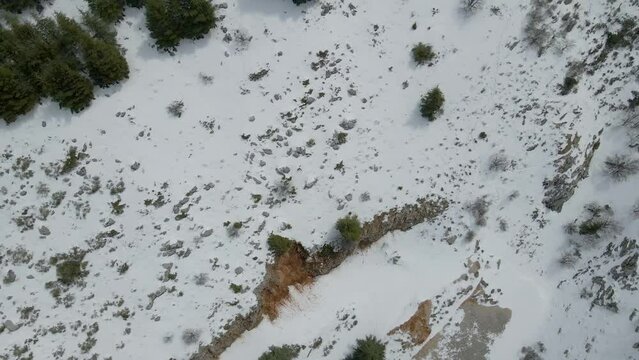 Cedar trees covered in snow during winter - Lebanon