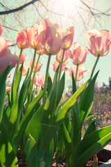 Toned image of tulips in the garden on a lovely spring day.