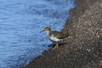 Spotted Sandpiper walks along shore of lake