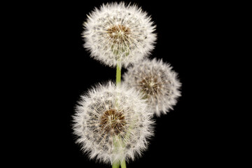 Dandelion with seeds against a black background.