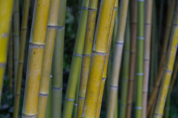 Gelber und grüner Bambus
