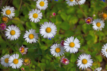 Stokrotki polne © EwaAF