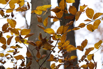 Herbstbäume