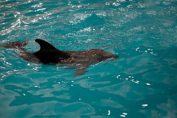 swimming Dolphin in the pool swims to the platform above the water you can see his fin