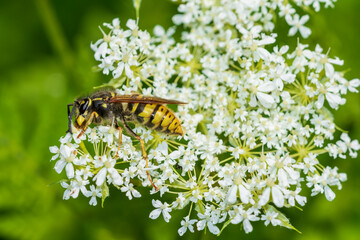 bee on a flower
