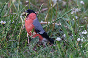 Bullfinch bird in a garden