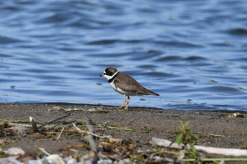Semipalmated Plover standing on the shore of Lake Ontario