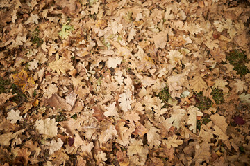 Dry leaves lie on the floor. Autumn leaves close up. Background of yellow leaves