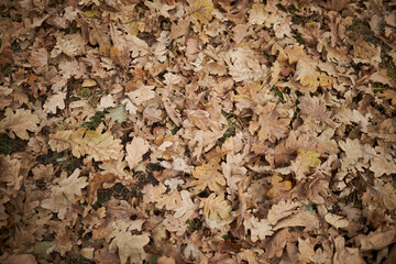 Dry leaves lie on the floor. Autumn leaves close up. Background of yellow leaves