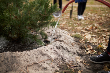 Watering trees. Tree planting process. Park improvement. 