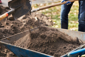 Tree planting. The gardener digs the earth with a shovel and puts it in a garden wheelbarrow.