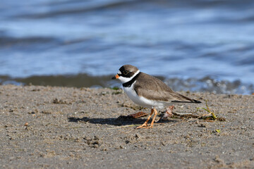 Semipalmated Plover standing on the shore of Lake Ontario