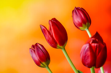 red tulips on a blurry background