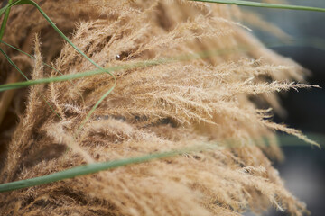 dry fluffy yellow grass close up, soft focus