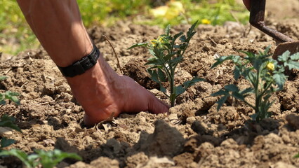 piantare le piantine di pomodori