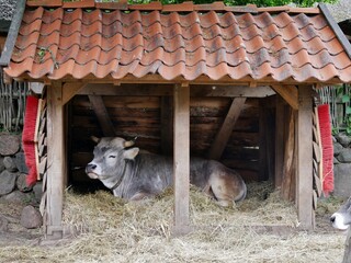 Liegende Kuh im Verschlag eines Bauernhofs