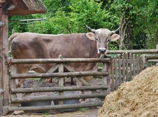 Kuh im gehege auf dem Bauernhof