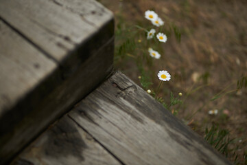Field small daisies in the meadow. Floral background of daisies. Lovely cute daisies close up 