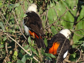 Vogelpaar