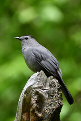Gray catbird perched on a stump in the forest